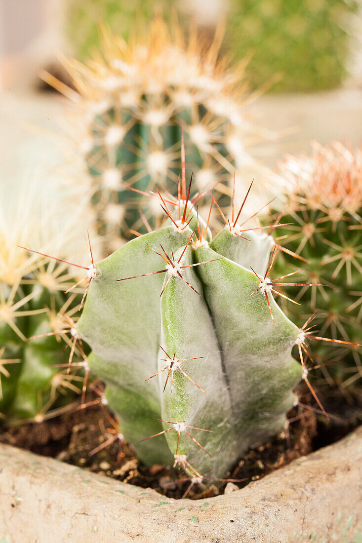 Astrophytum