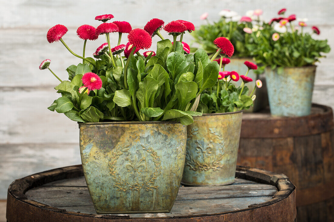 Bellis perennis, rot