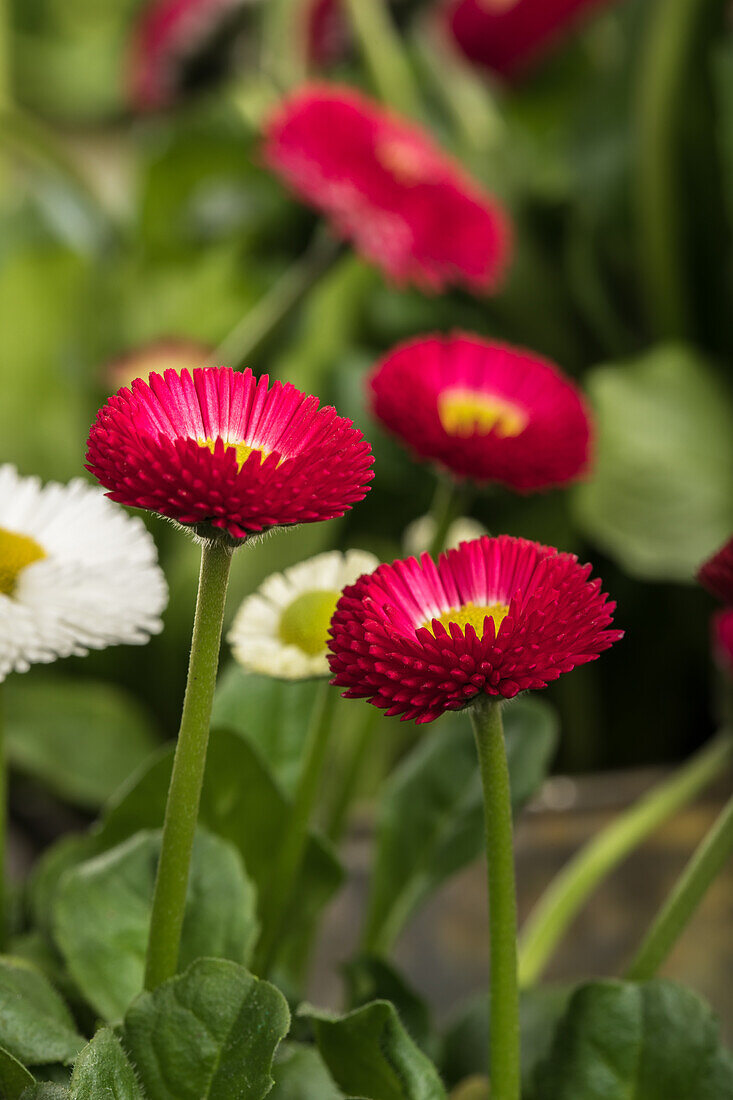 Bellis perennis, rot