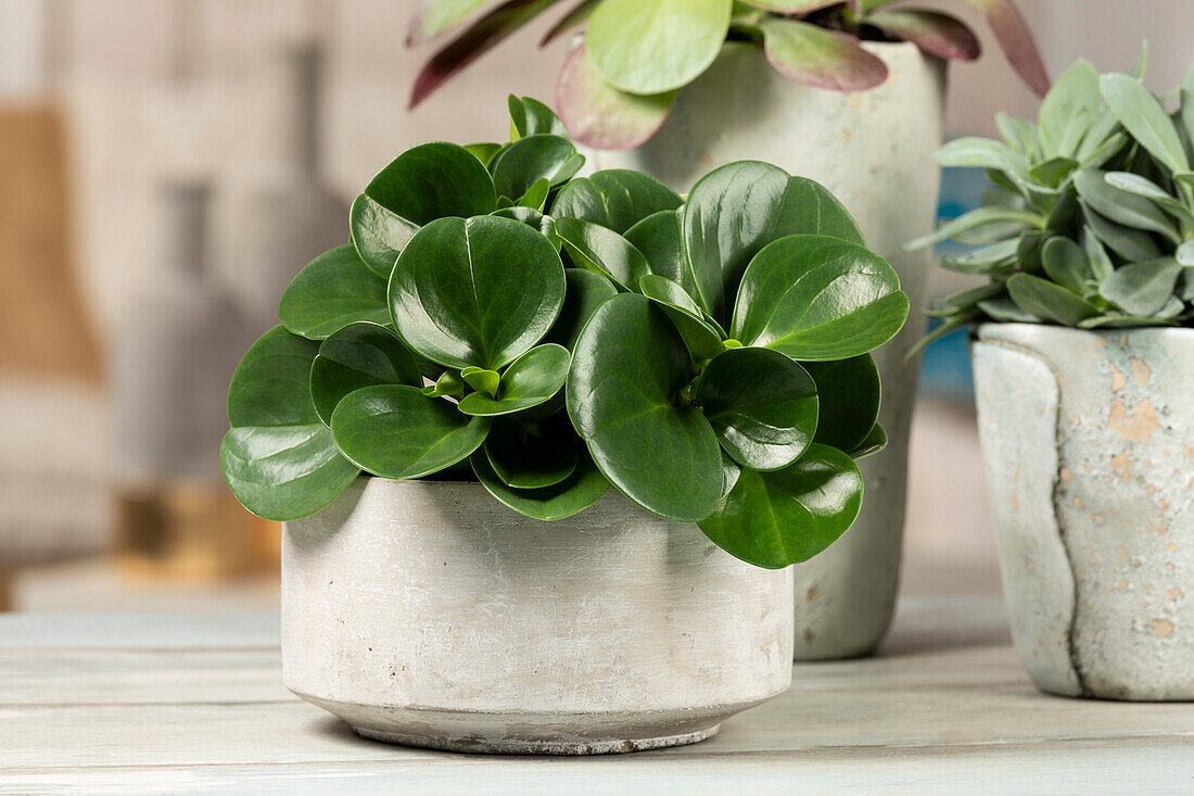 Peperomia obtusifolia