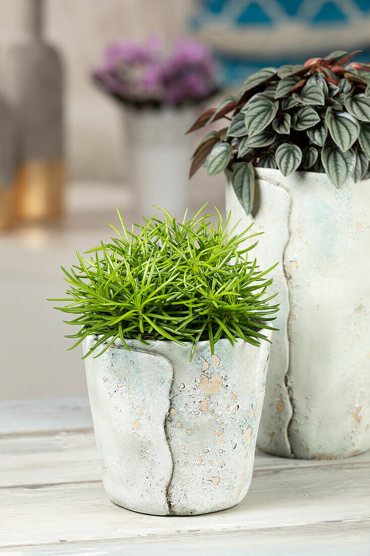 Senecio barbertonicus 'Himalaya'