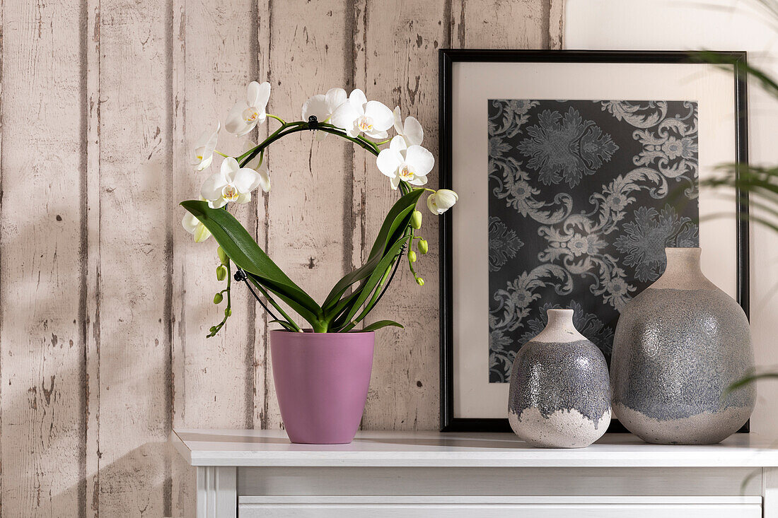 Phalaenopsis, white