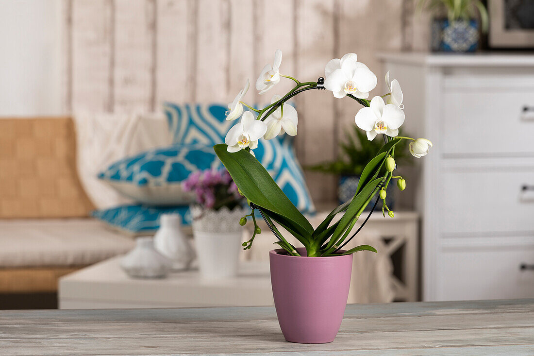 Phalaenopsis, white