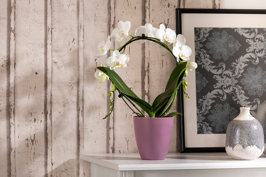 Phalaenopsis, white