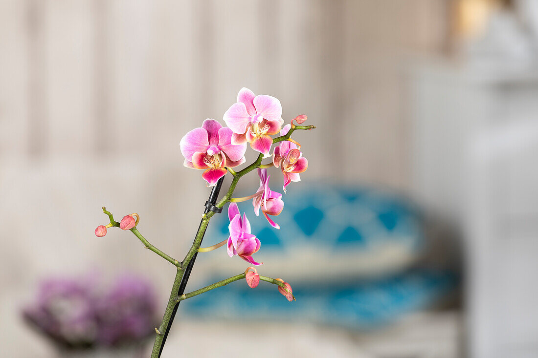 Phalaenopsis multiflora, pink