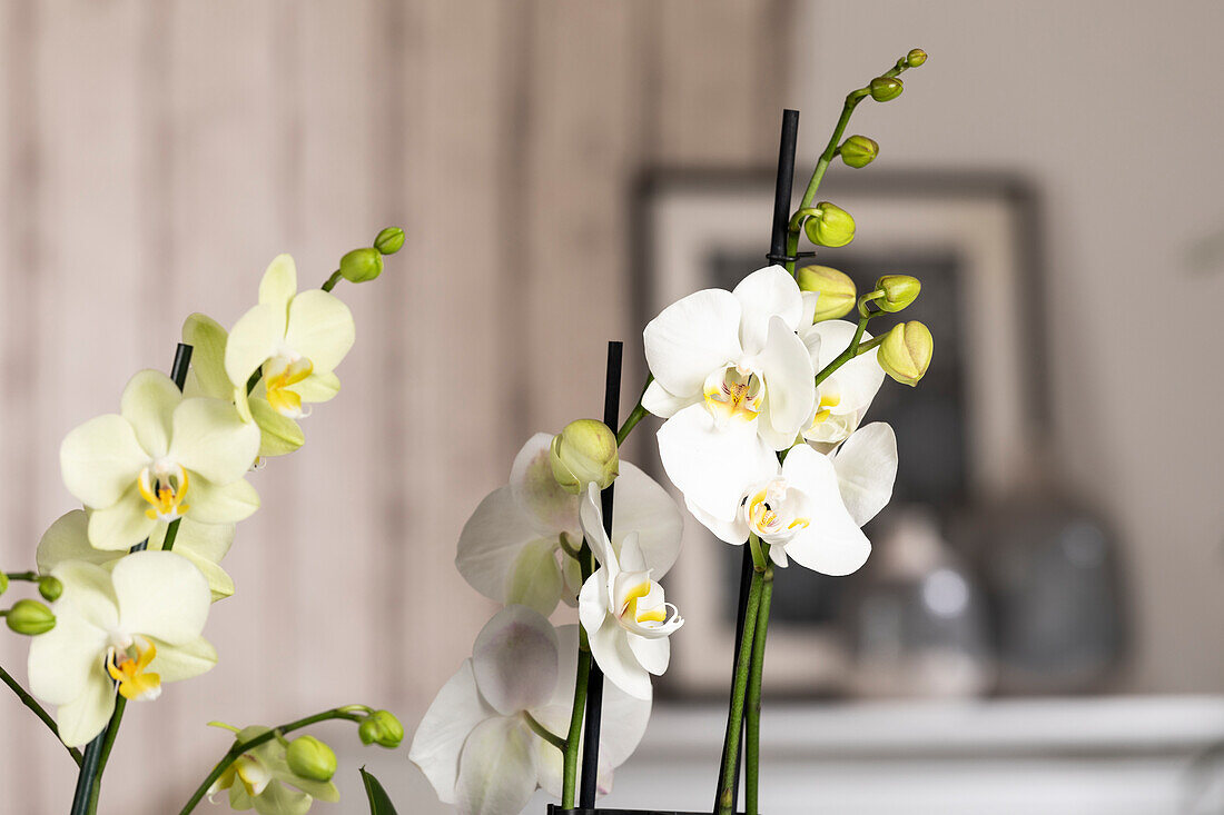 Phalaenopsis, white