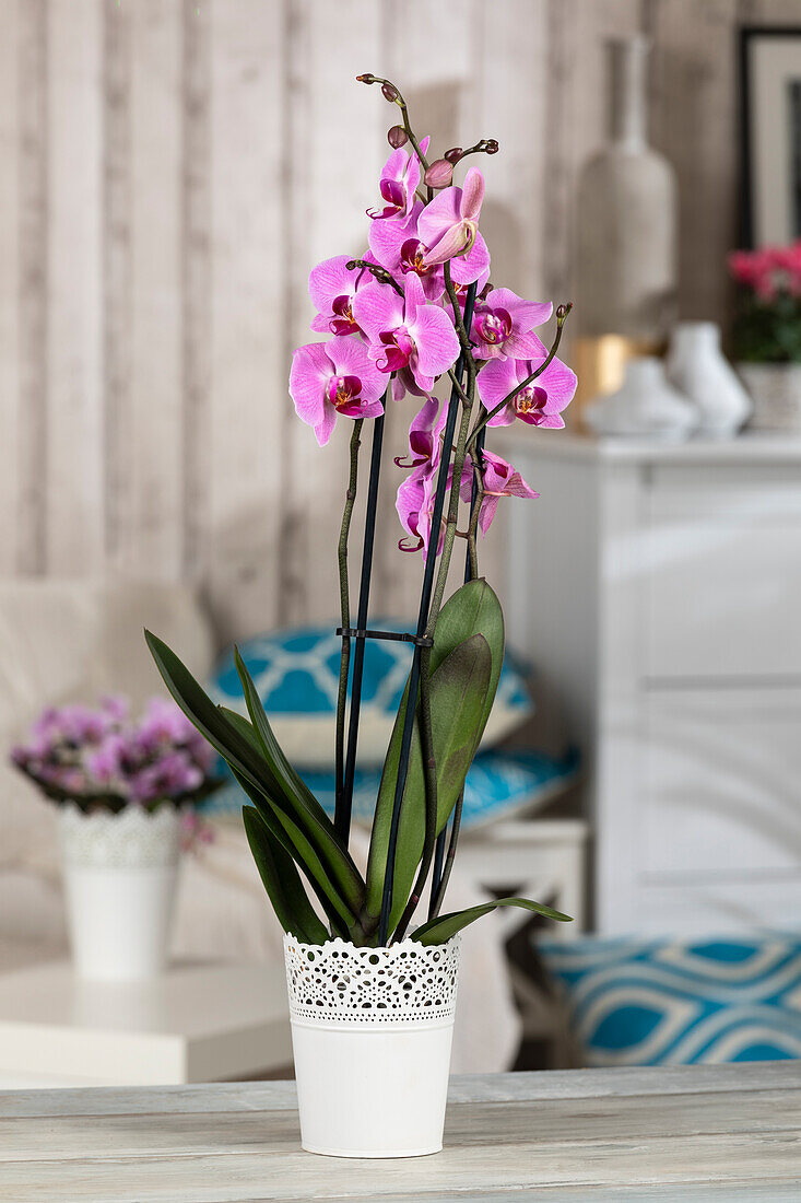 Phalaenopsis, pink