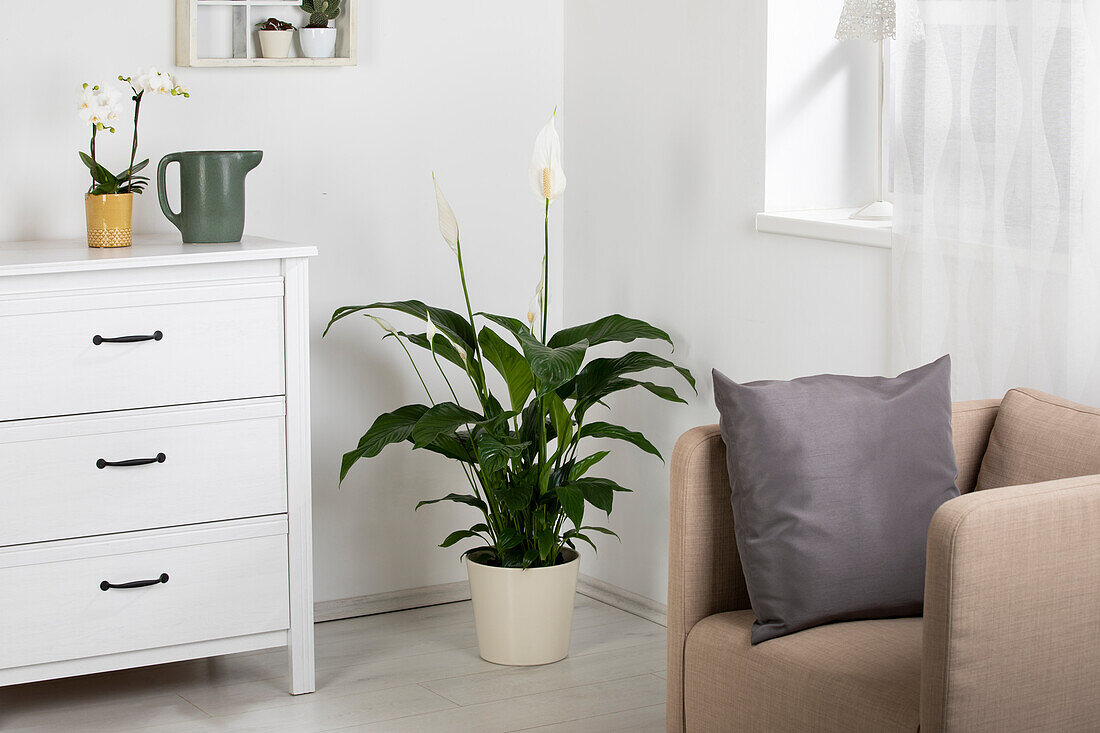 Spathiphyllum floribundum