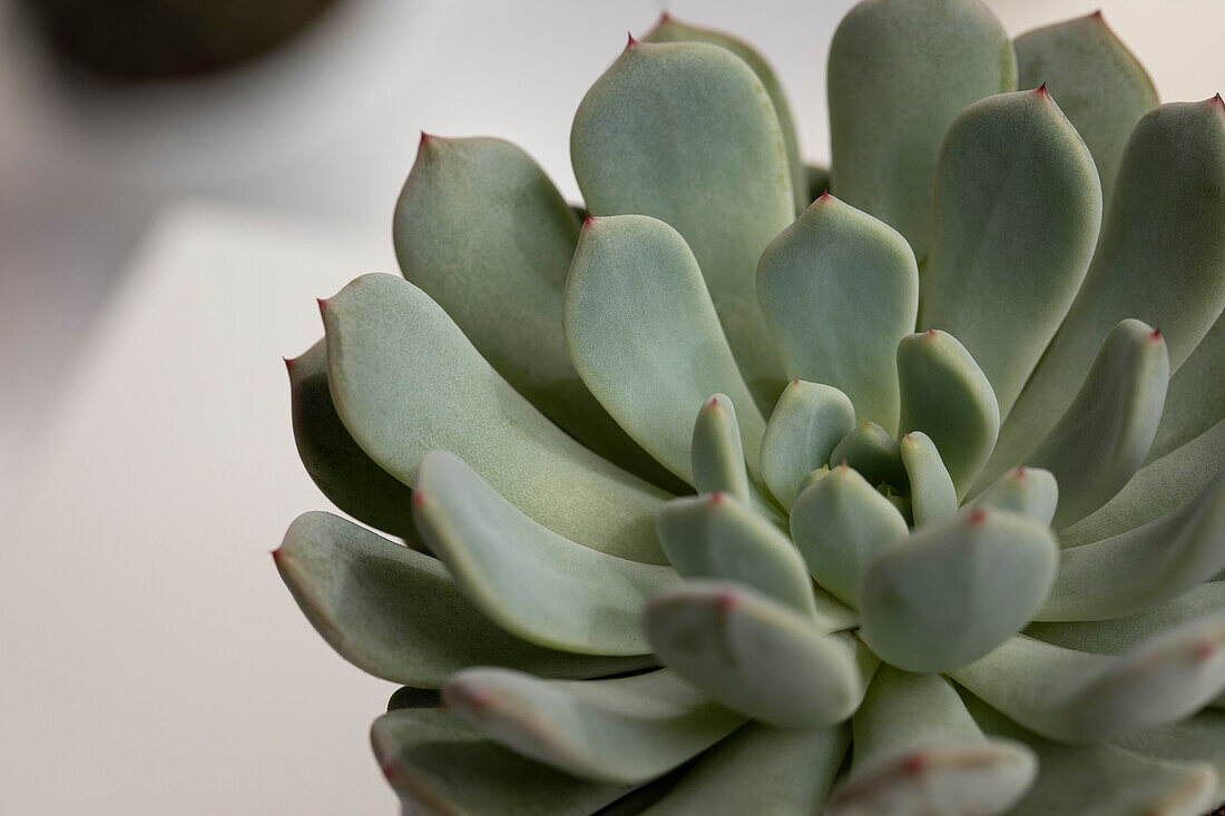 Echeveria