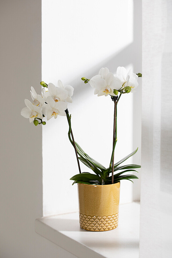 Phalaenopsis, white