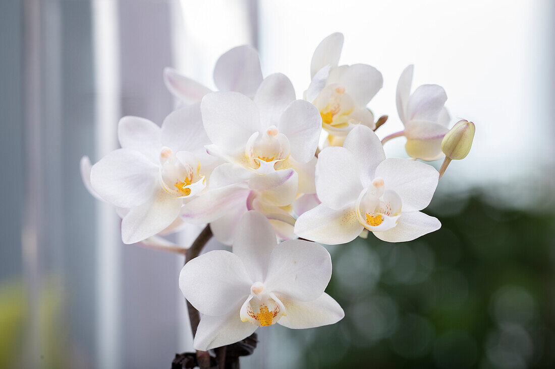 Phalaenopsis, weiß