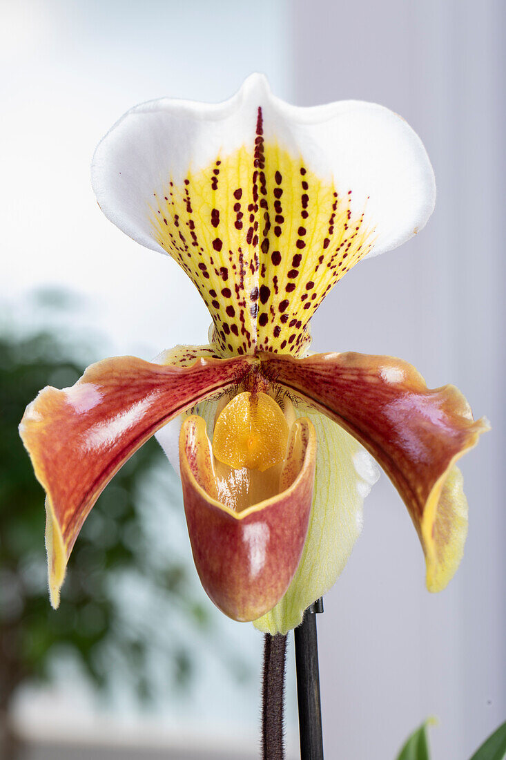 Paphiopedilum multiflower