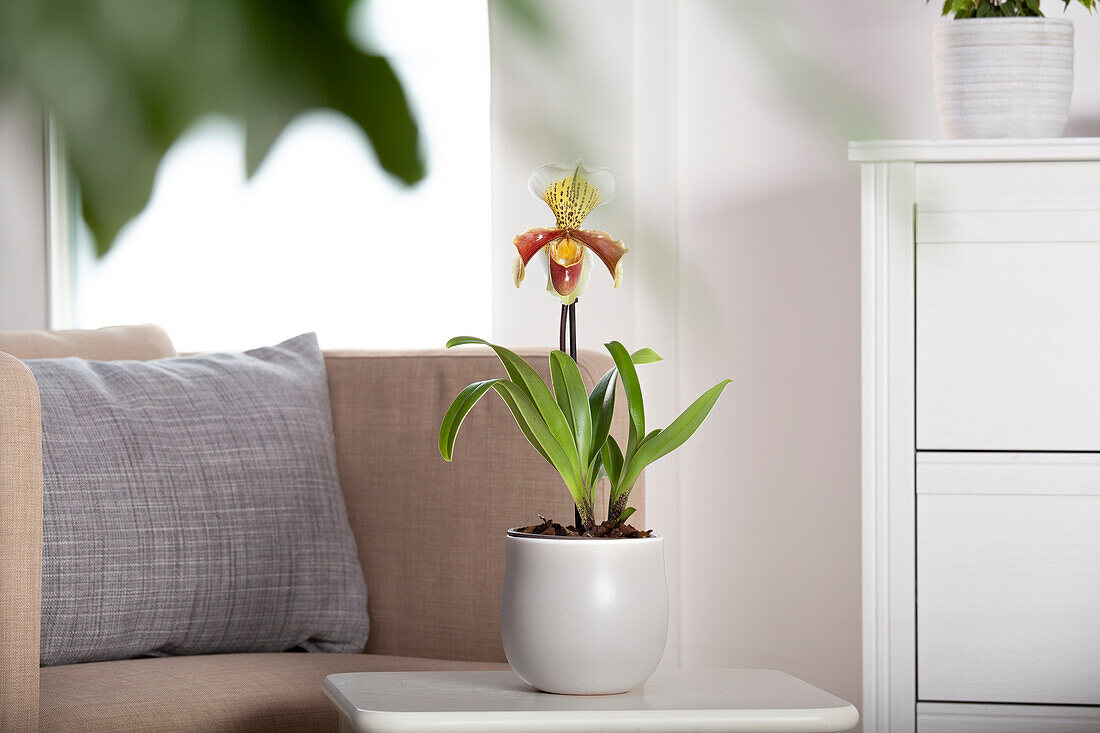 Paphiopedilum Multiflower