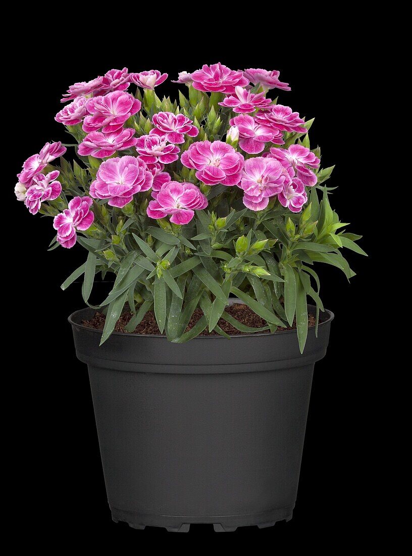 Dianthus caryophyllus 'Peman'