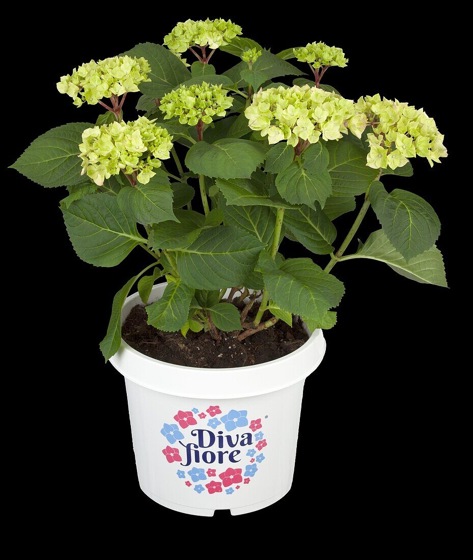 Hydrangea macrophylla 'Diva Fiore'®