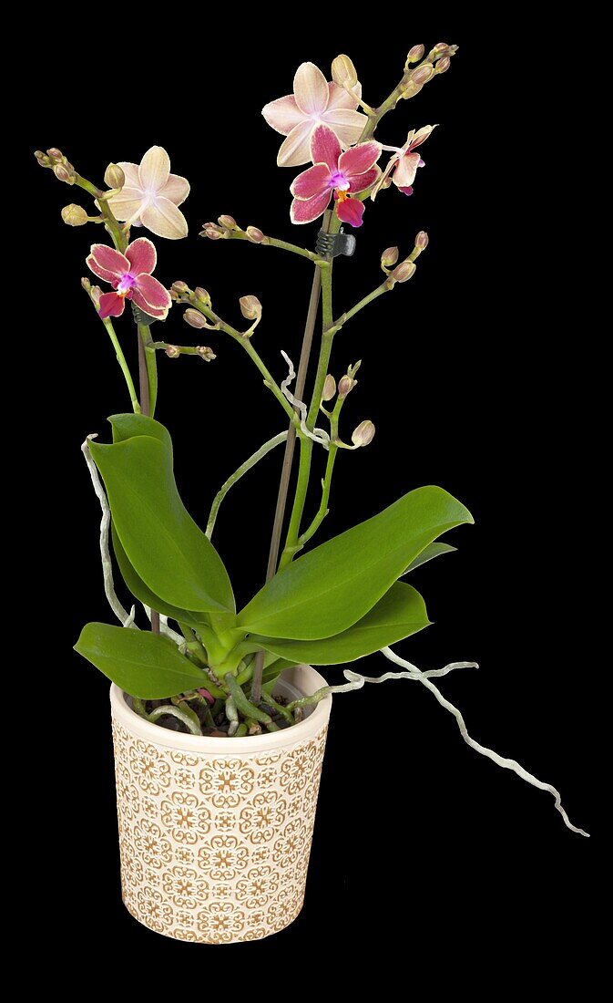 Phalaenopsis multiflora, rot