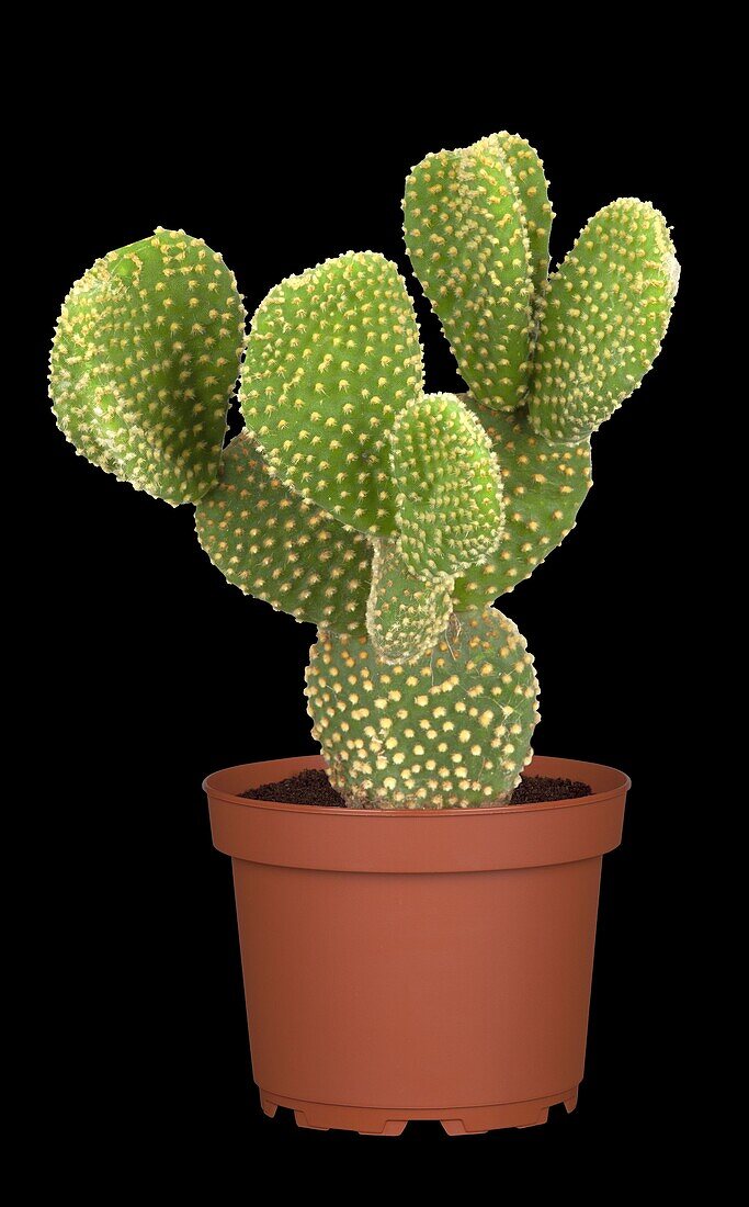 Opuntia microdasys