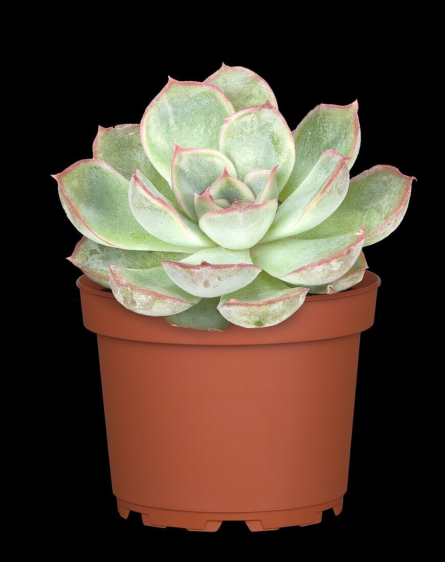 Echeveria