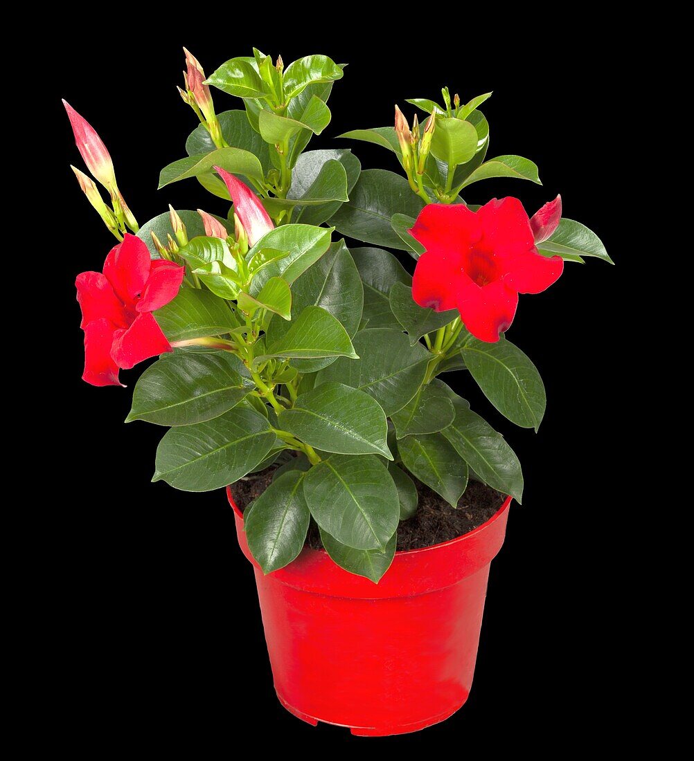 Mandevilla sanderi, red