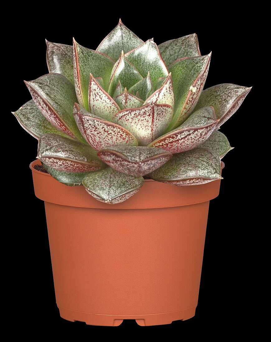 Echeveria