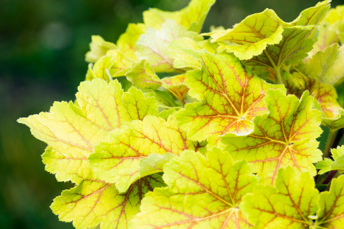 Heuchera villosa 'Electra'®