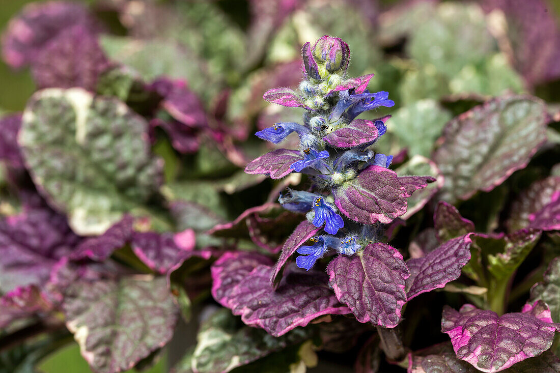 Ajuga reptans 'Rainbow