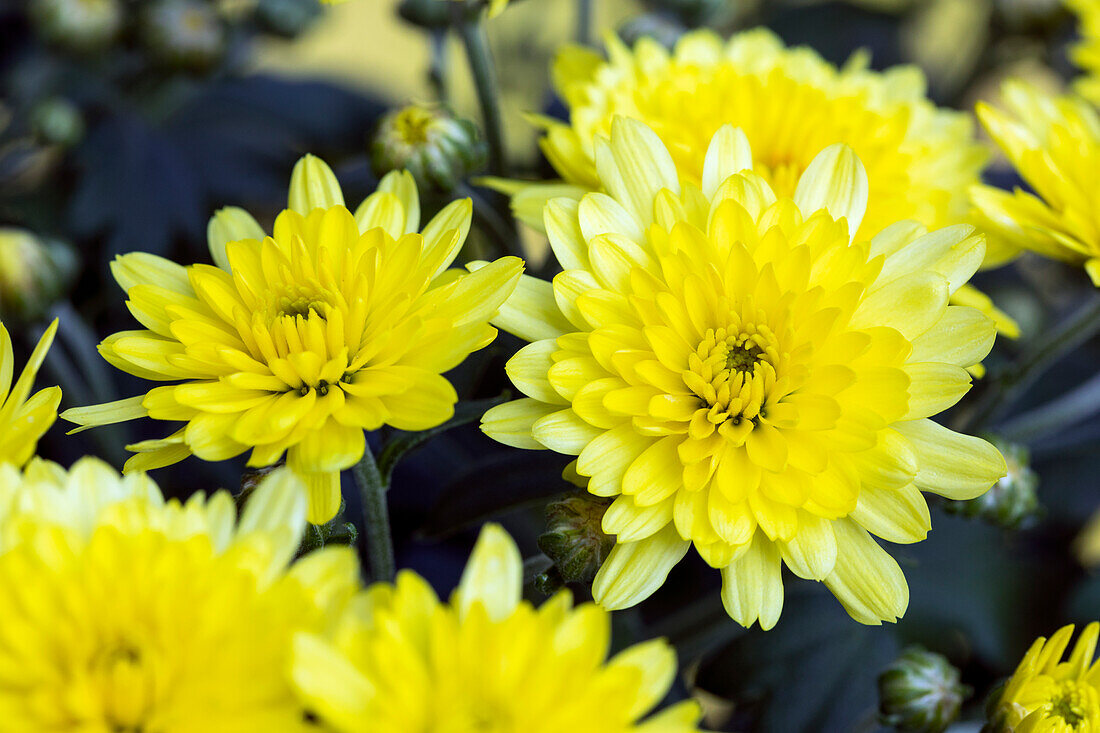 Chrysanthemum indicum 'Mini Mums'
