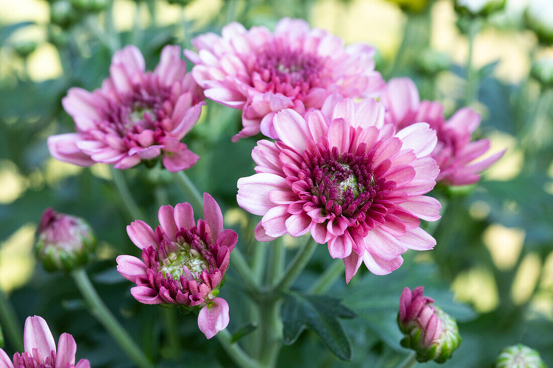 Chrysanthemum indicum, pink