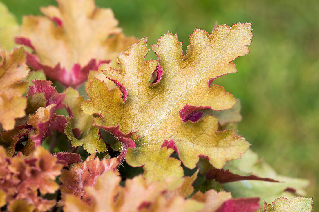 Heuchera 'Marmalade'(s)