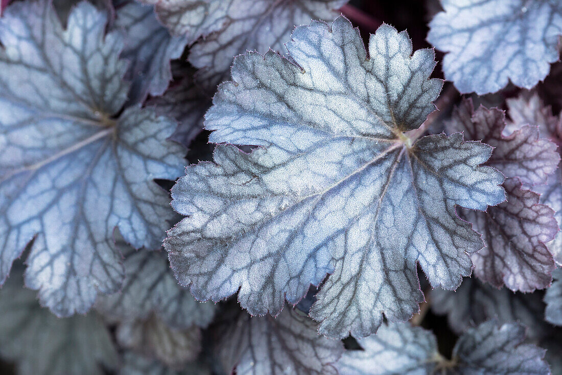 Heuchera micrantha 'Cinnabar Silver'