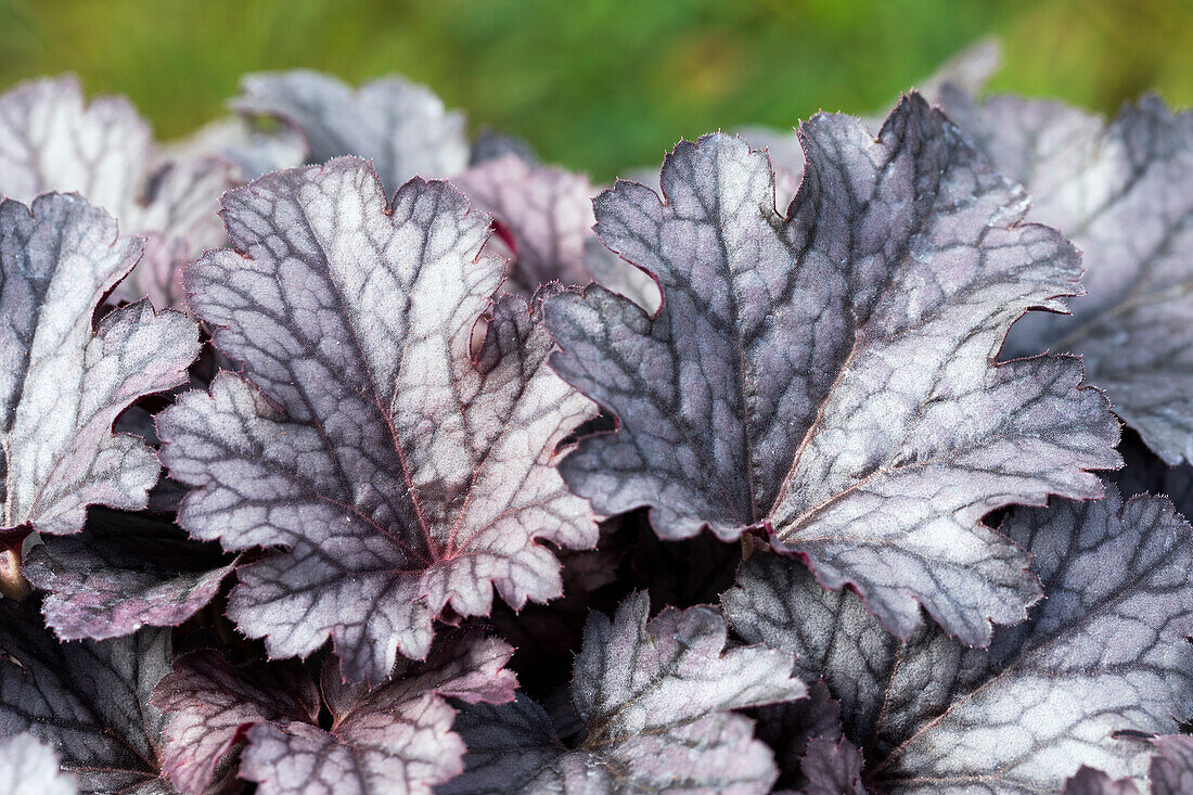 Heuchera micrantha 'Cinnabar Silver'