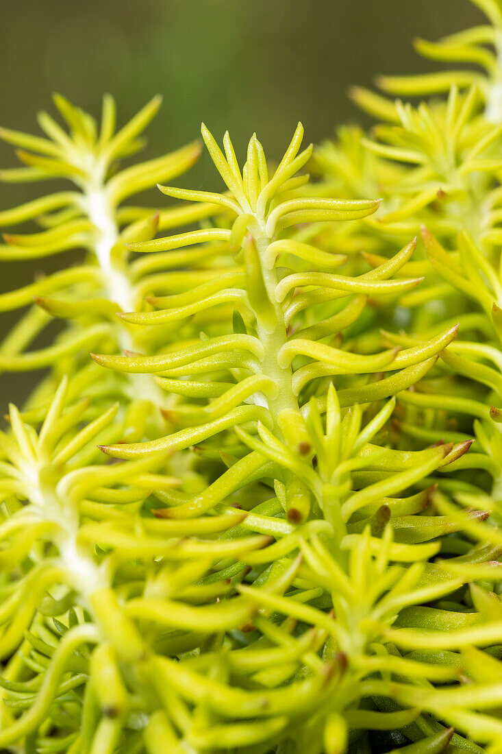 Sedum reflexum