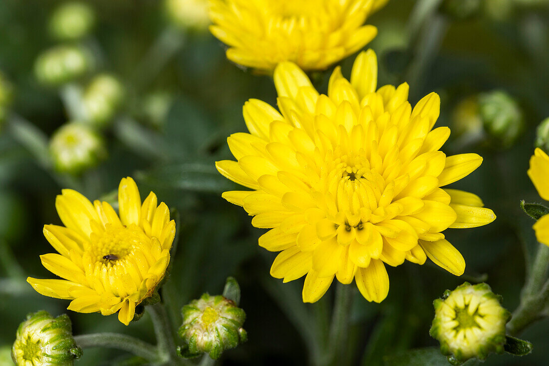 Chrysanthemum indicum gefüllt, gelb