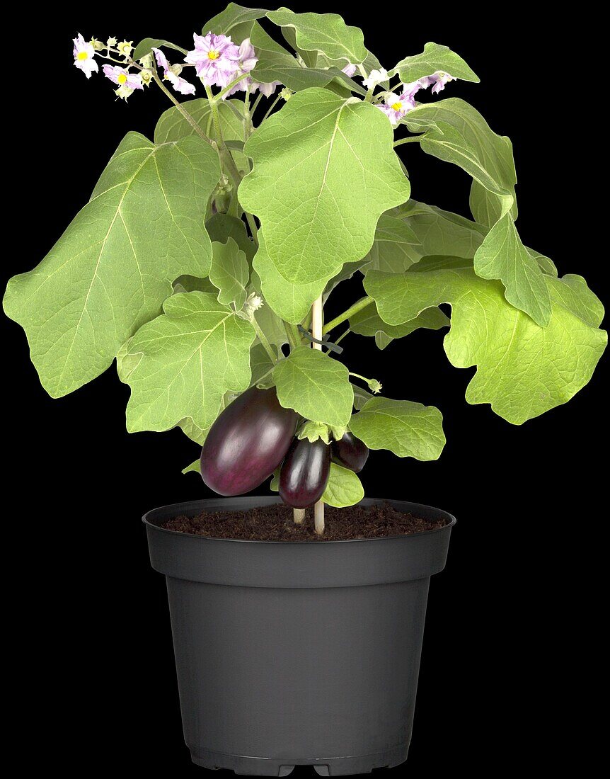 Solanum melongena