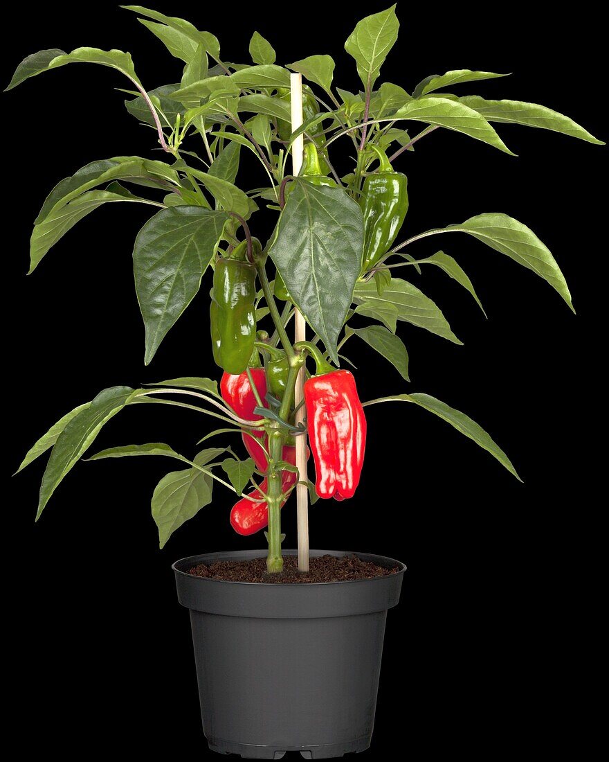 Capsicum annuum 'Snack Pepper', red