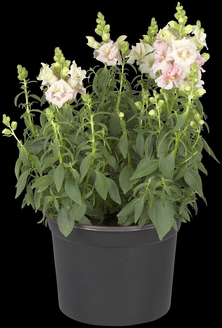 Antirrhinum majus, rosa