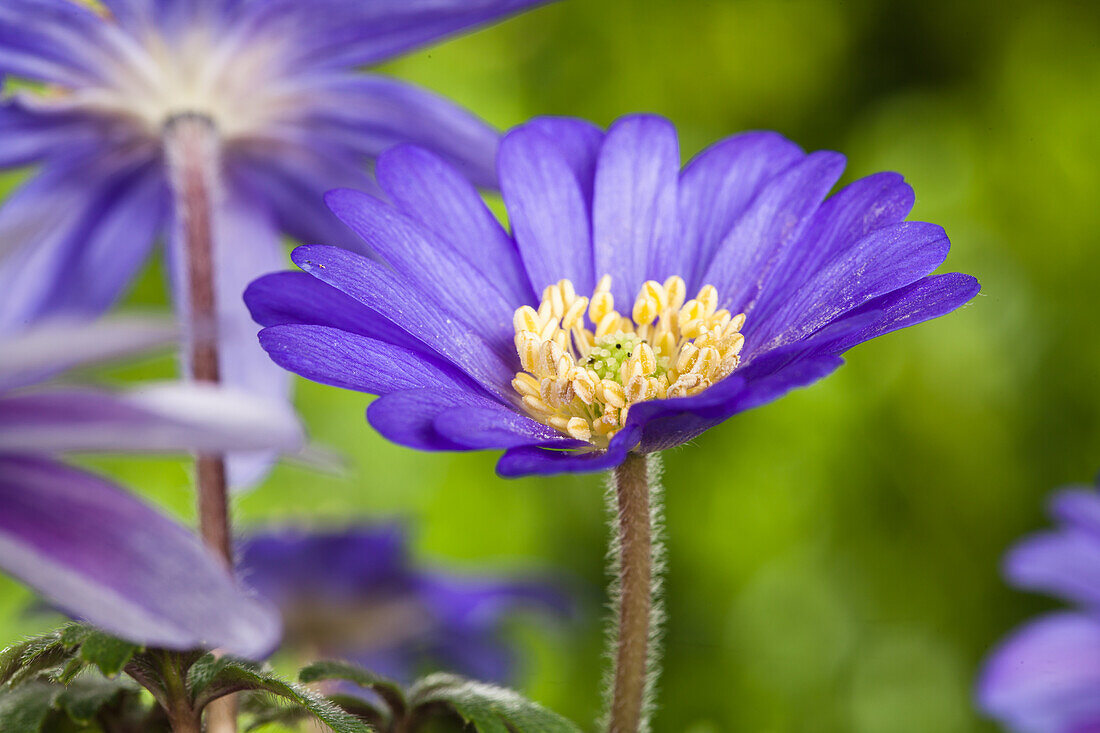 Anemone blanda