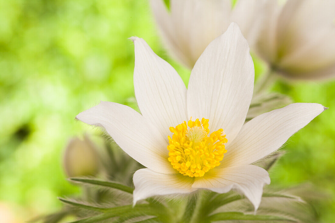 Pulsatilla vulgaris, white