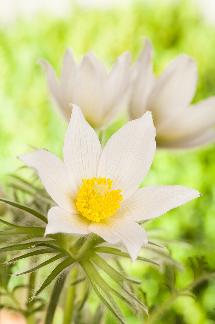 Pulsatilla vulgaris, white