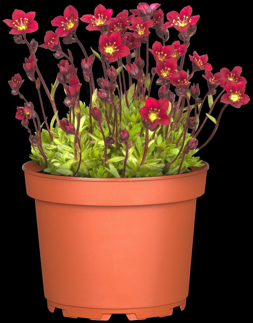 Saxifraga x arendsii, red