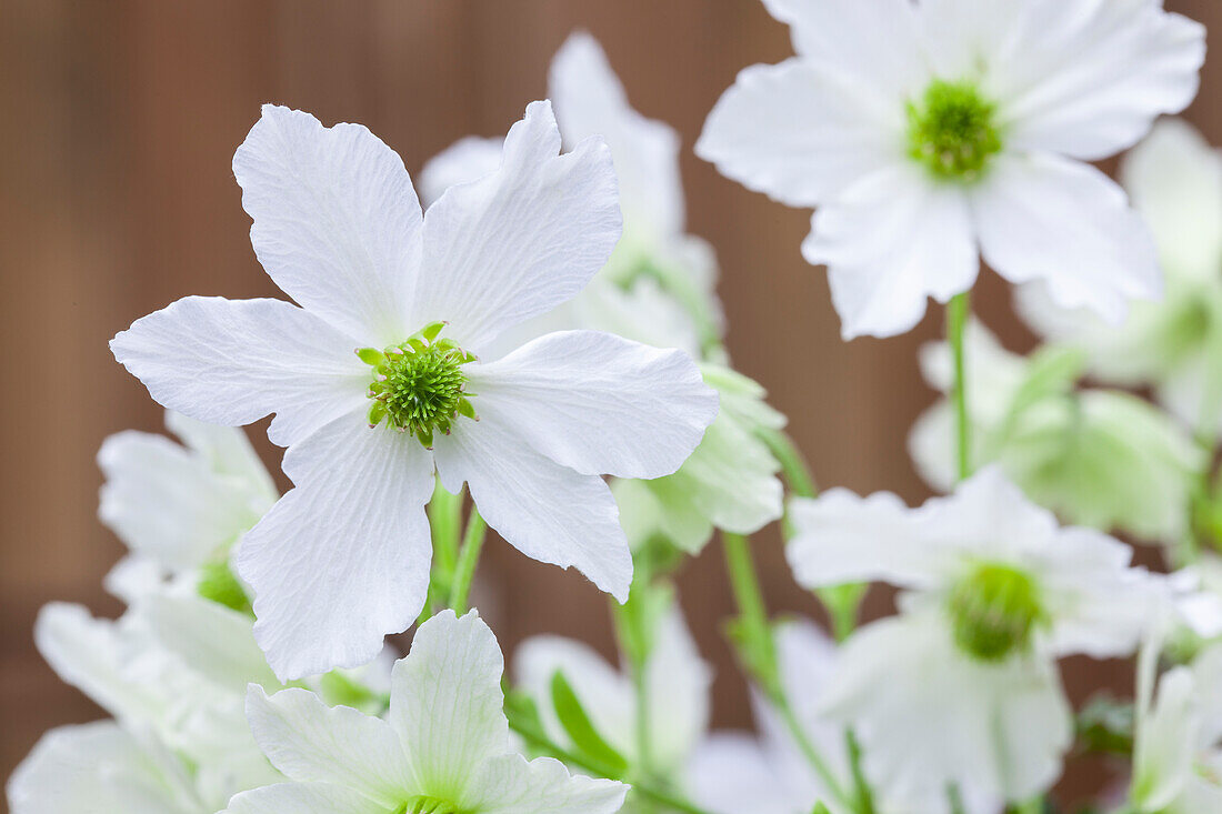 Clematis forsteri 'Early Sensation'