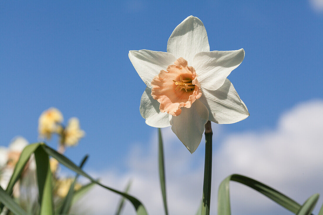 Narcissus Trumpet