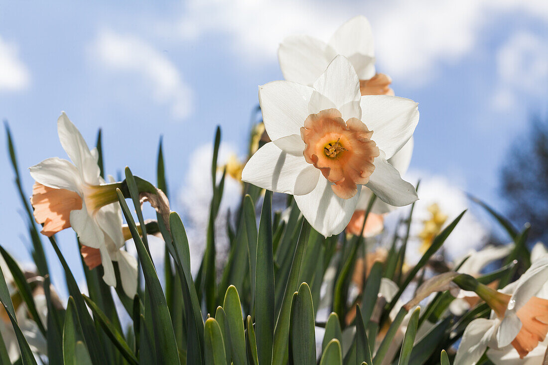 Narcissus Trumpet