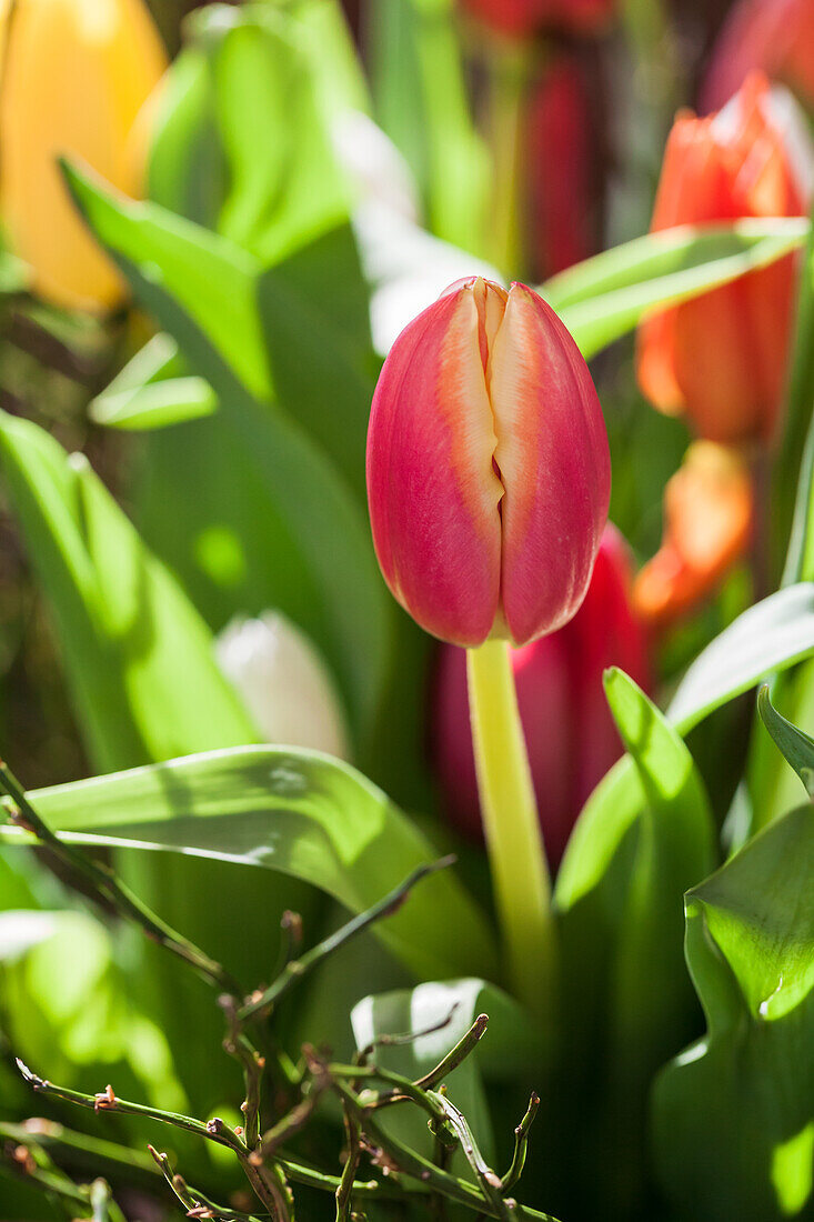 Tulipa, red