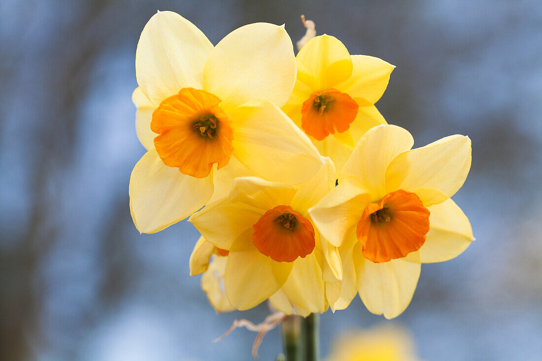 Narcissus cyclamineus 'Tête à Tête'