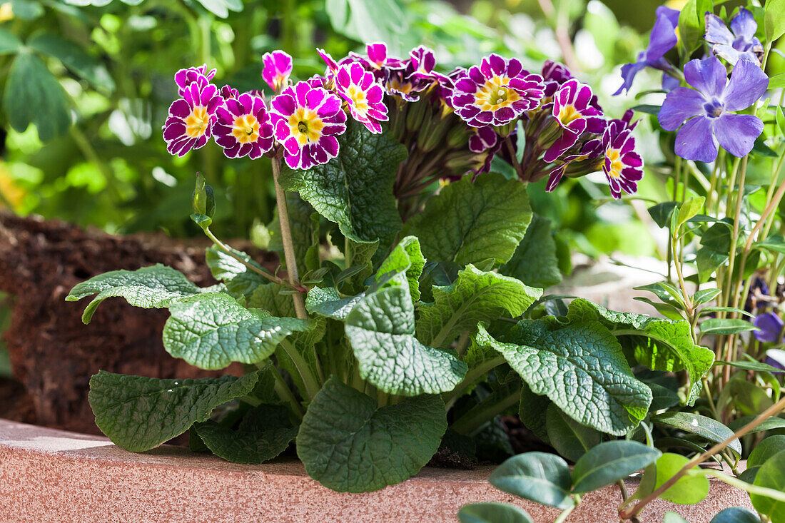 Primula elatior