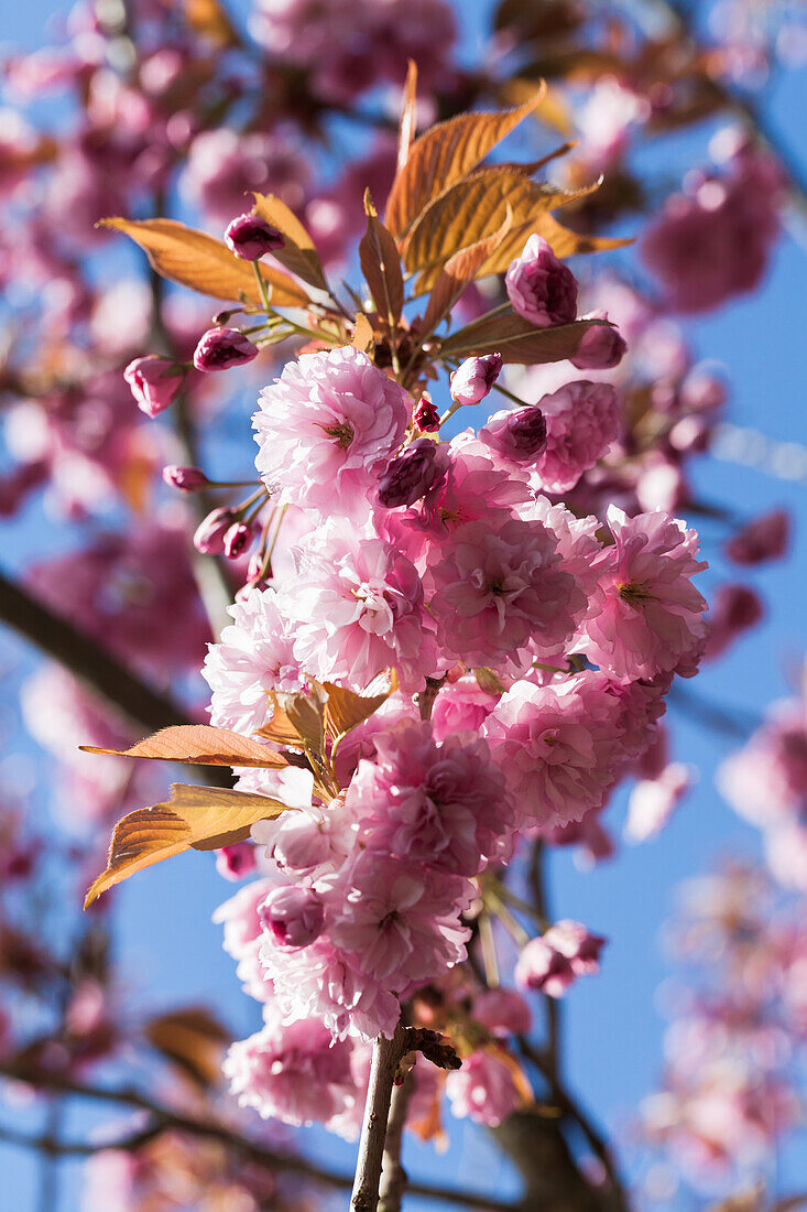 Prunus serrulata 'Kanzan'