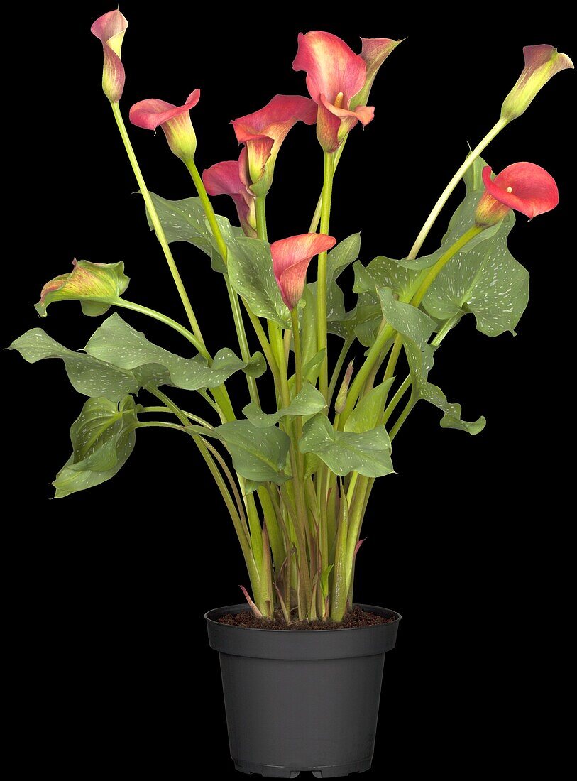 Zantedeschia aethiopica, red