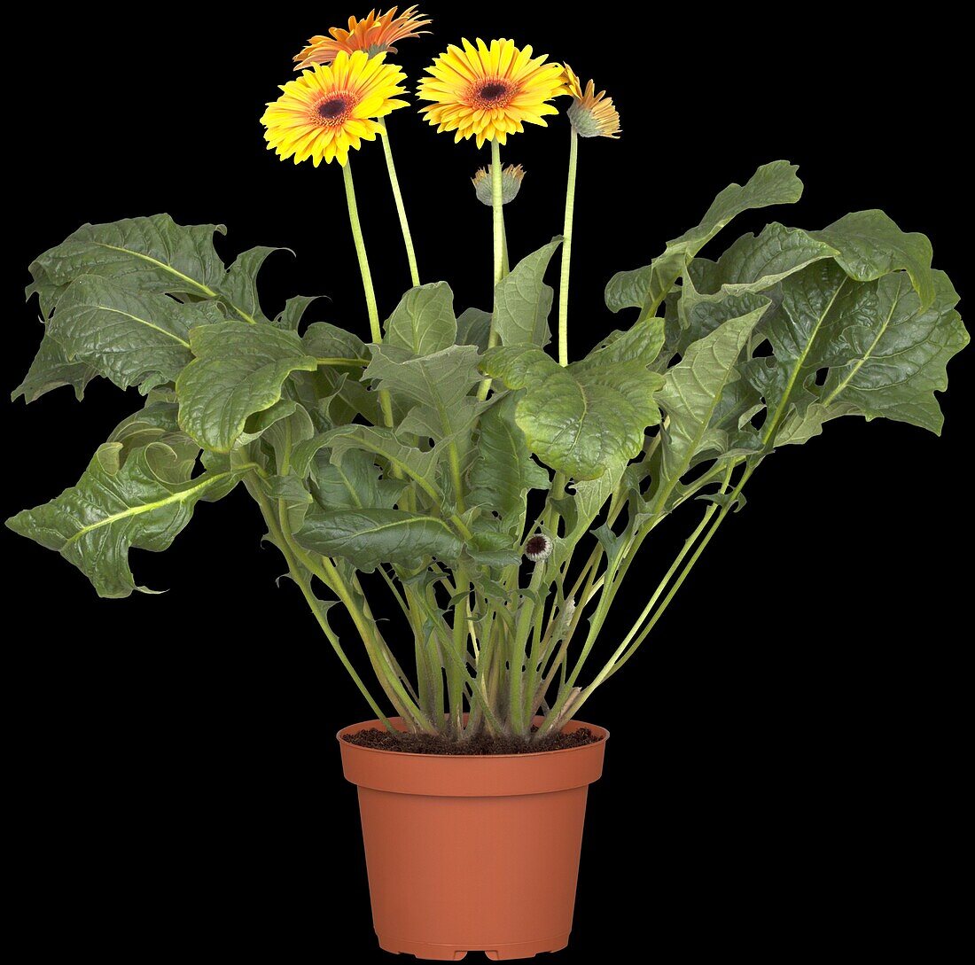 Gerbera, gelb