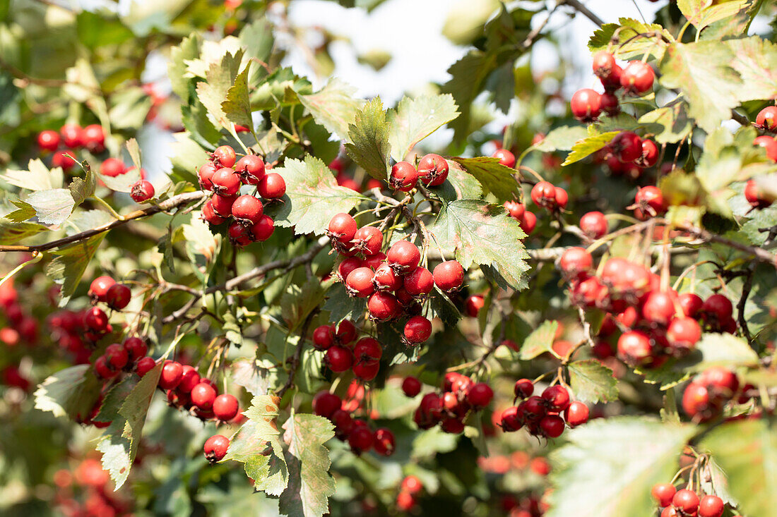 Crataegus coccinea